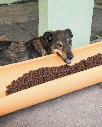 Imagen de un perrito con sus croquetas