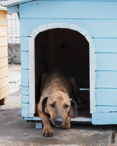 Imagen de un perrito descansando en su casa