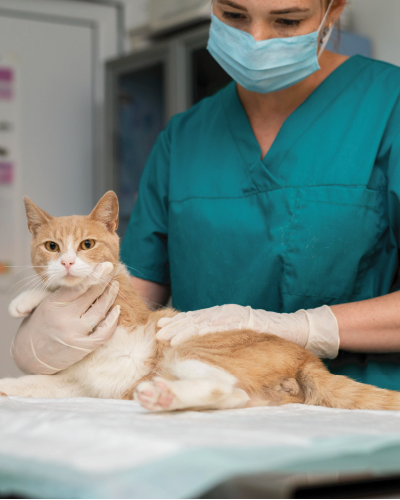 Imgen de un gato recibiendo atencíon medica