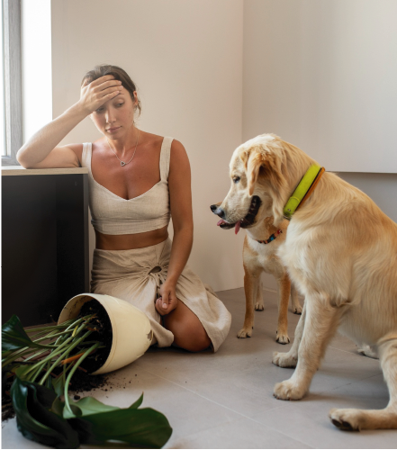 Imagen de dos perritos viendo una maceta tirada mientras una persona los ve haciendo la travesura