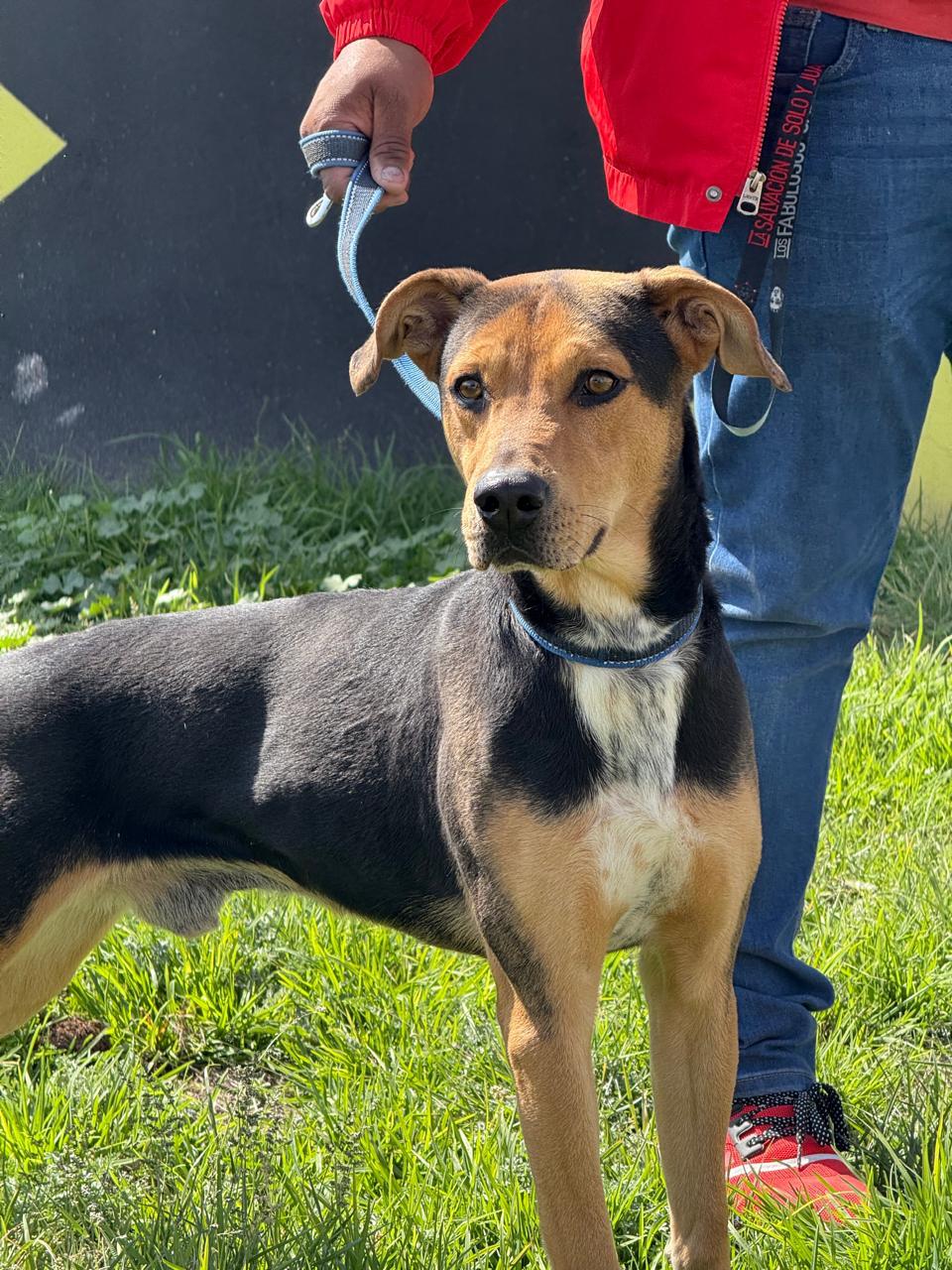 Imagen de RIÑON que se encuentra para adopción