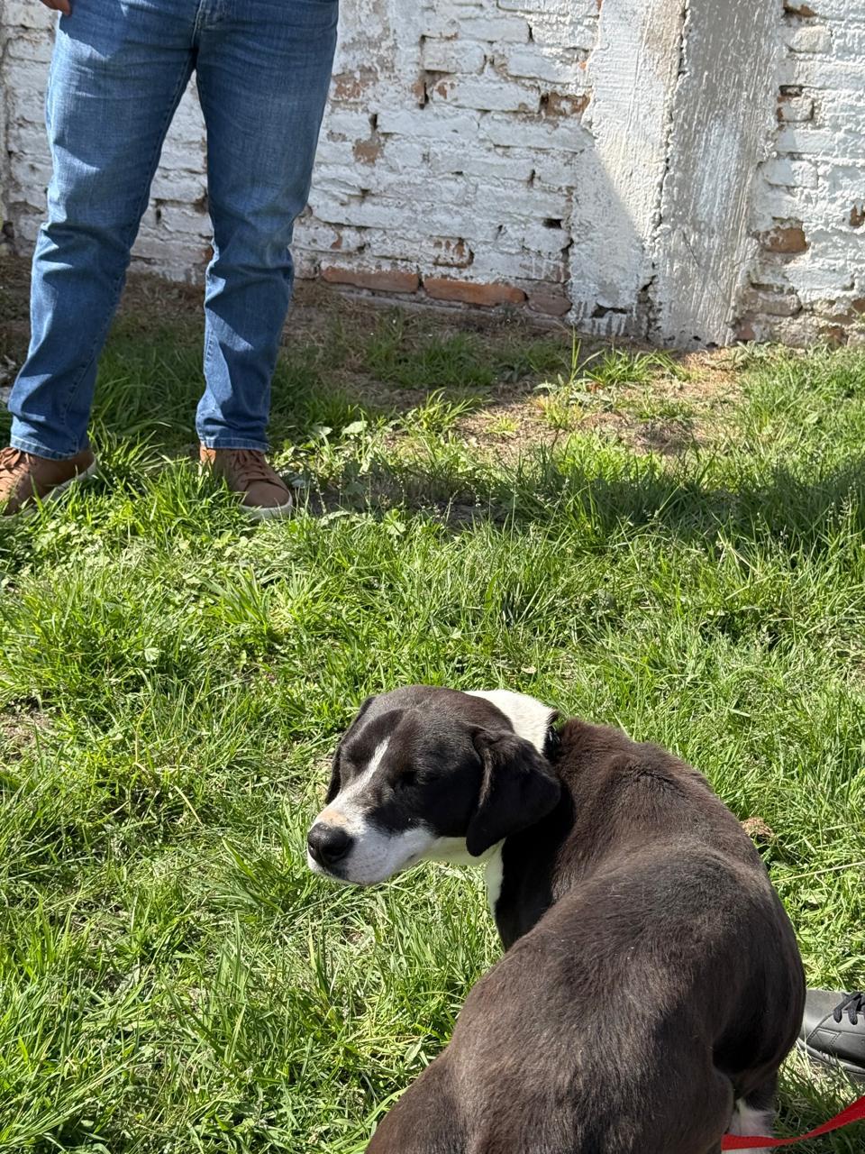 Imagen de BOTAS que se encuentra para adopción