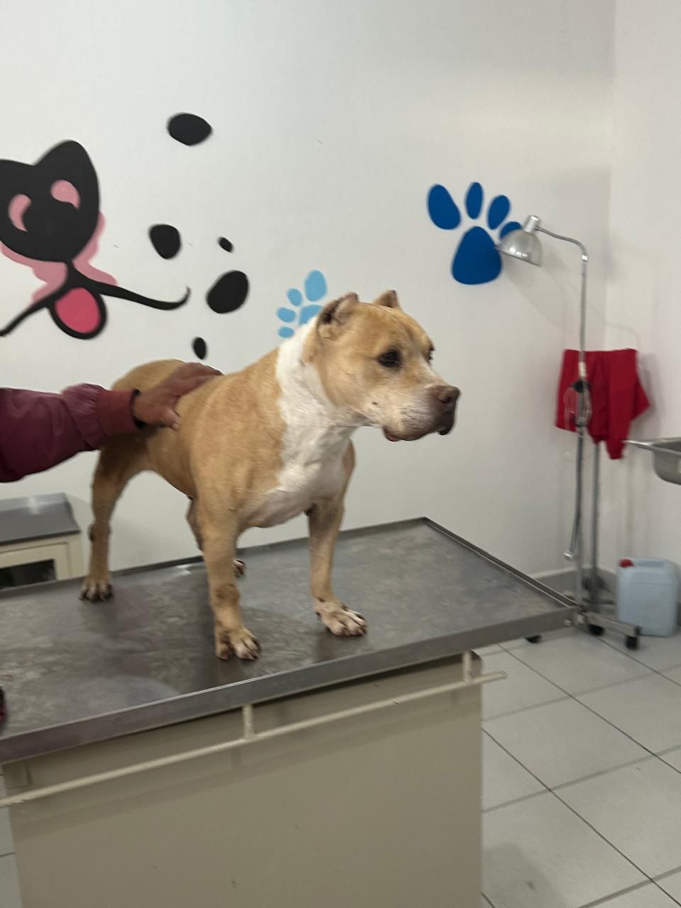 Imagen de CANDY que se encuentra para adopción