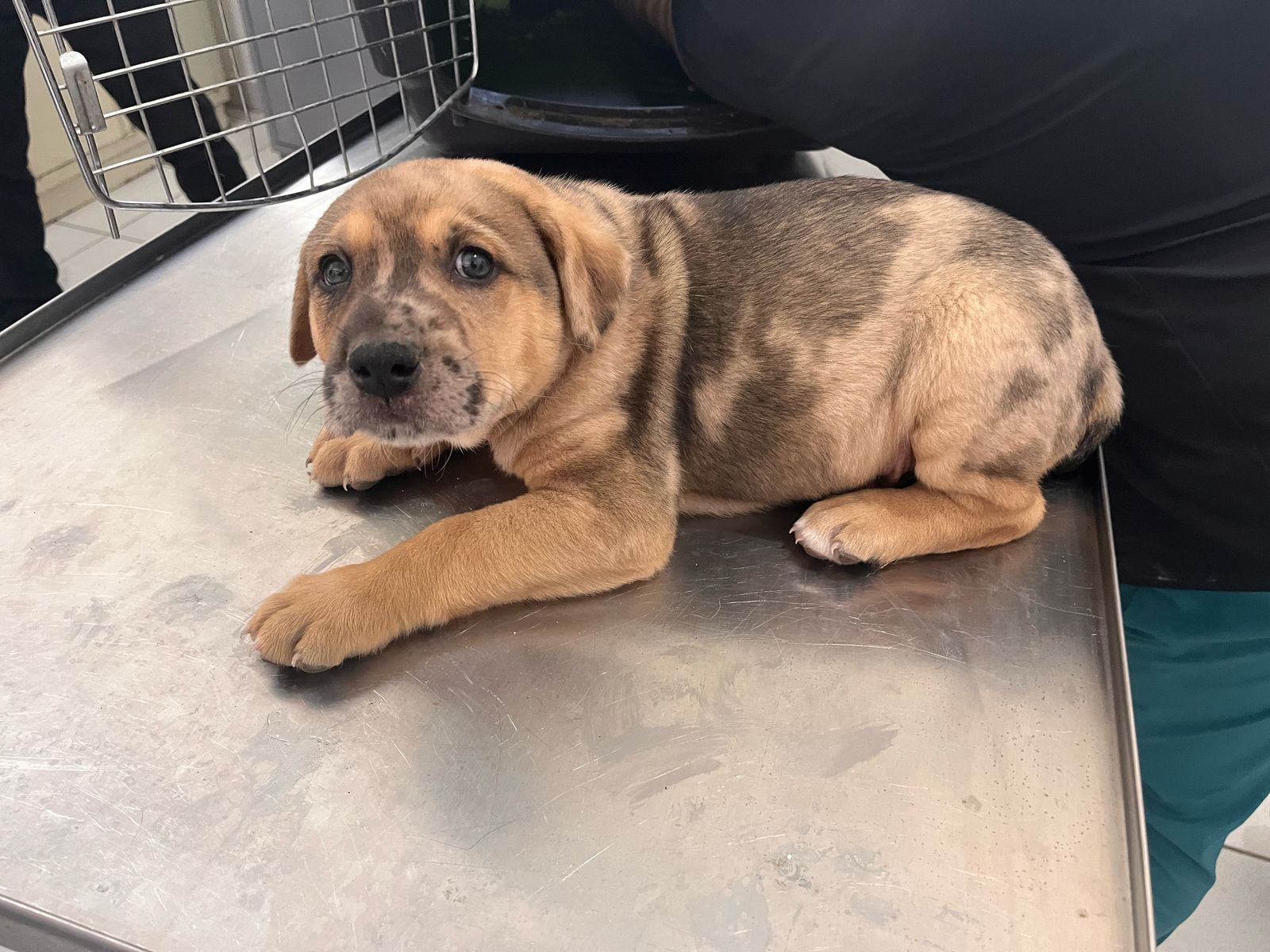 Imagen de DUKE que se encuentra para adopción