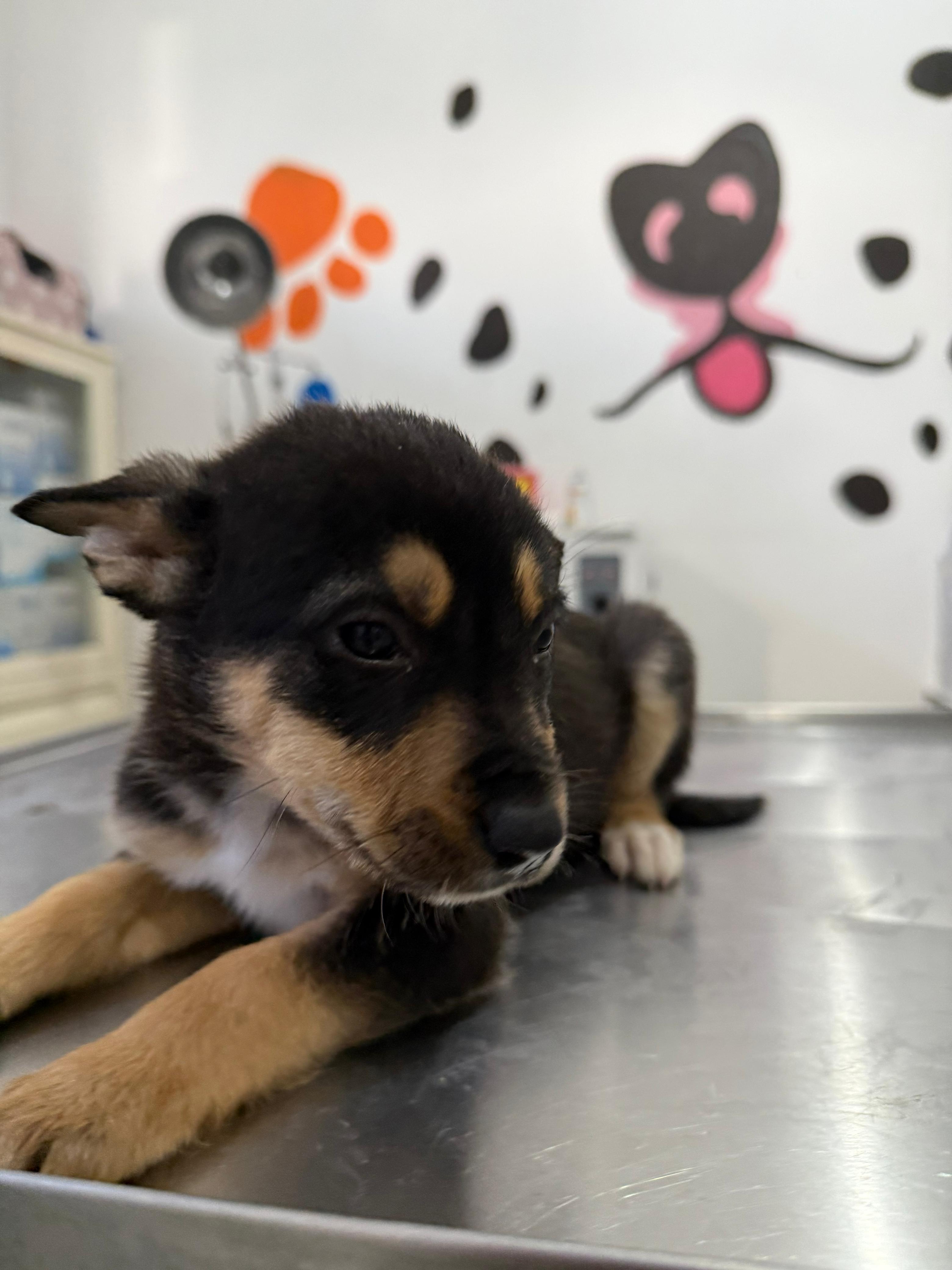 Imagen de TOMMY que se encuentra para adopción