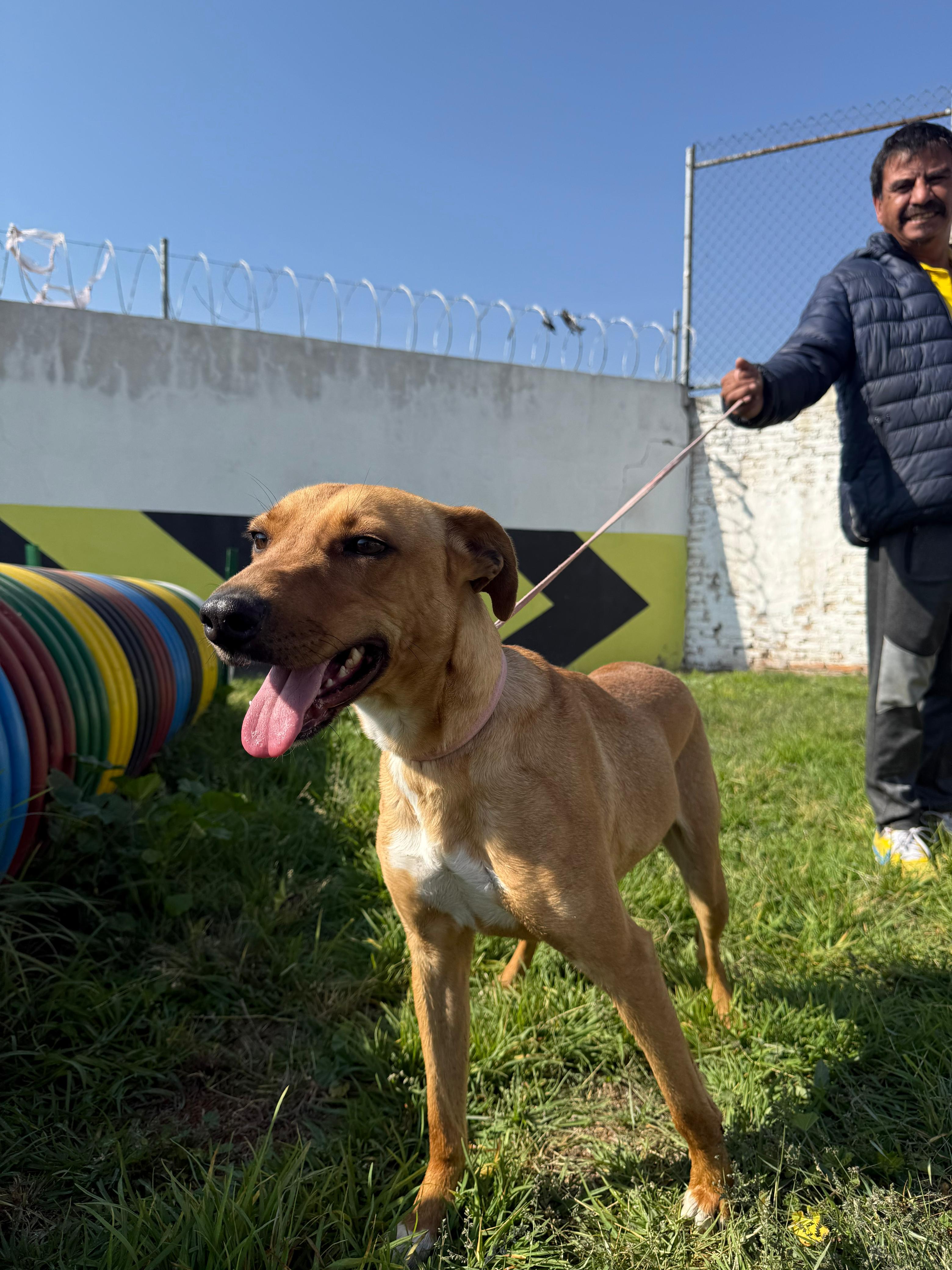 Imagen de MIA que se encuentra para adopción