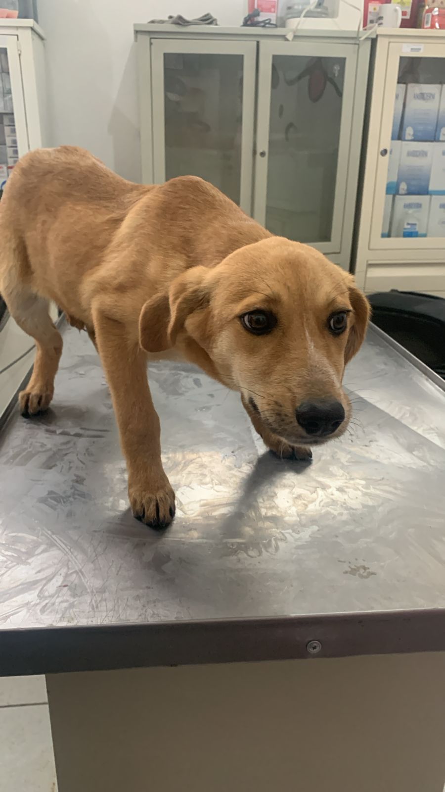 Imagen de TOROMBOLO 1 que se encuentra para adopción