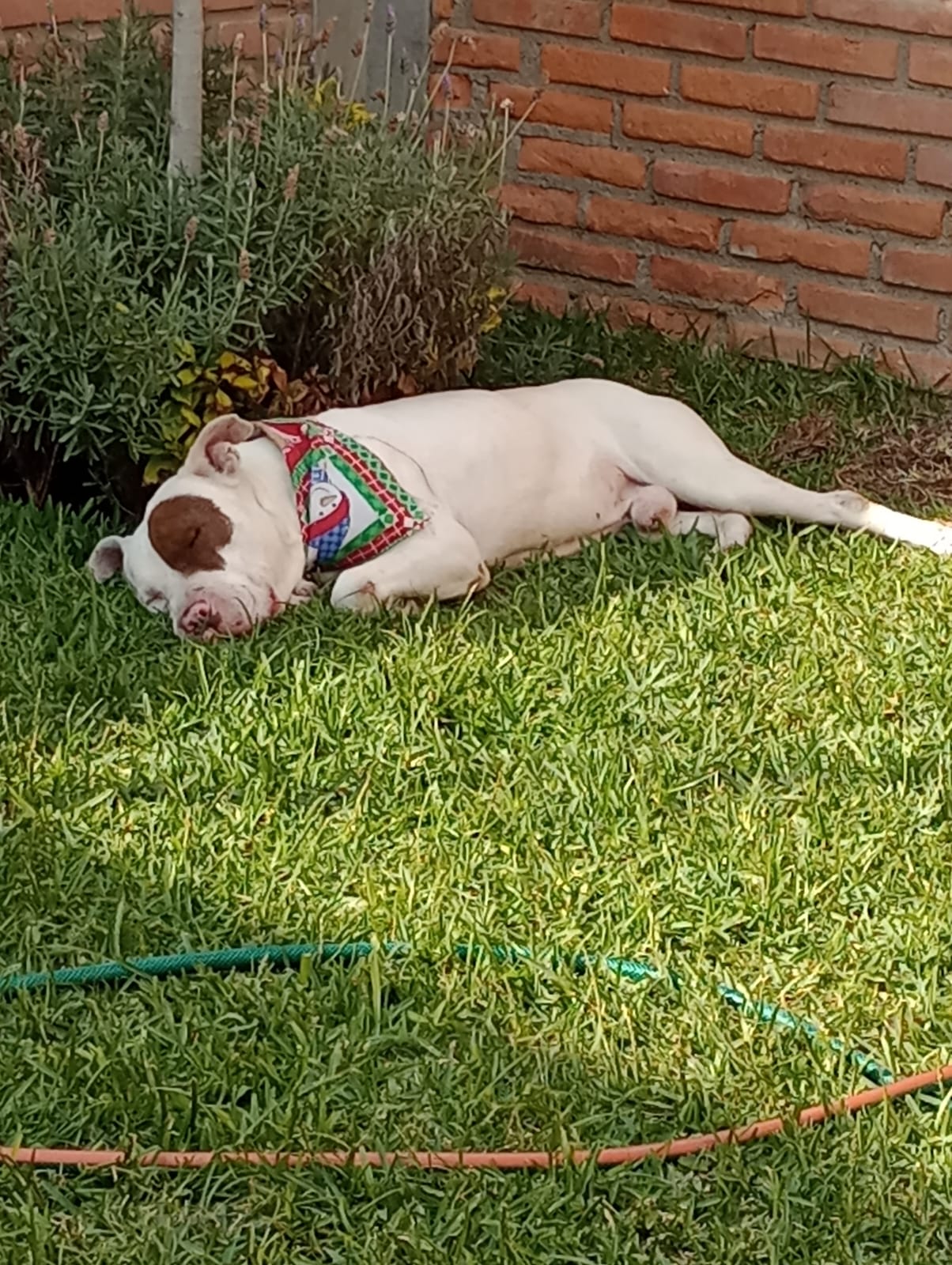 Imagen de GORDO que se encuentra para adopción