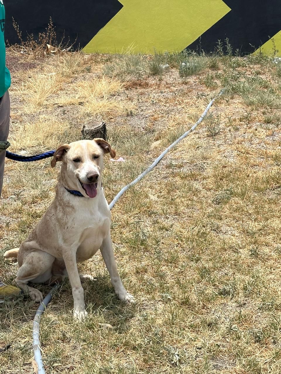Imagen de ROQUE que se encuentra para adopción