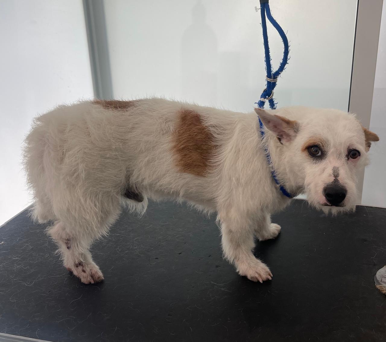 Imagen de PACHIS que se encuentra para adopción