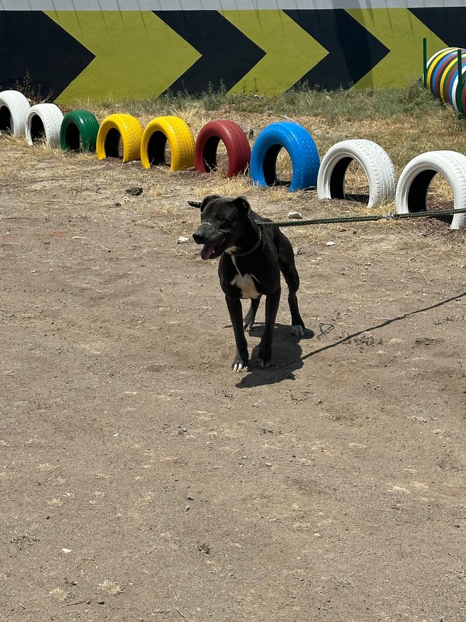 Imagen de SCAR que se encuentra para adopción