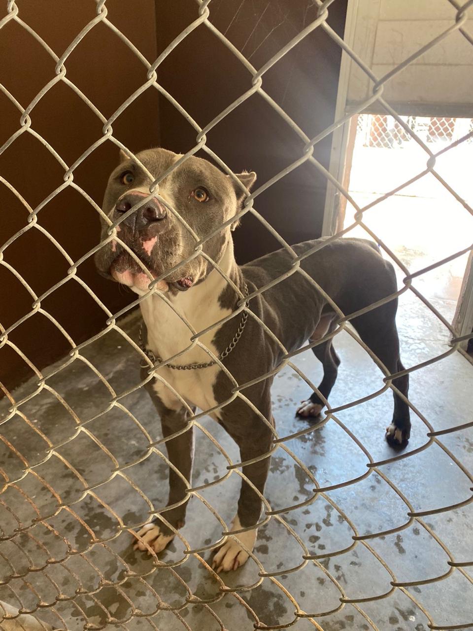 Imagen de ASTRO que se encuentra para adopción