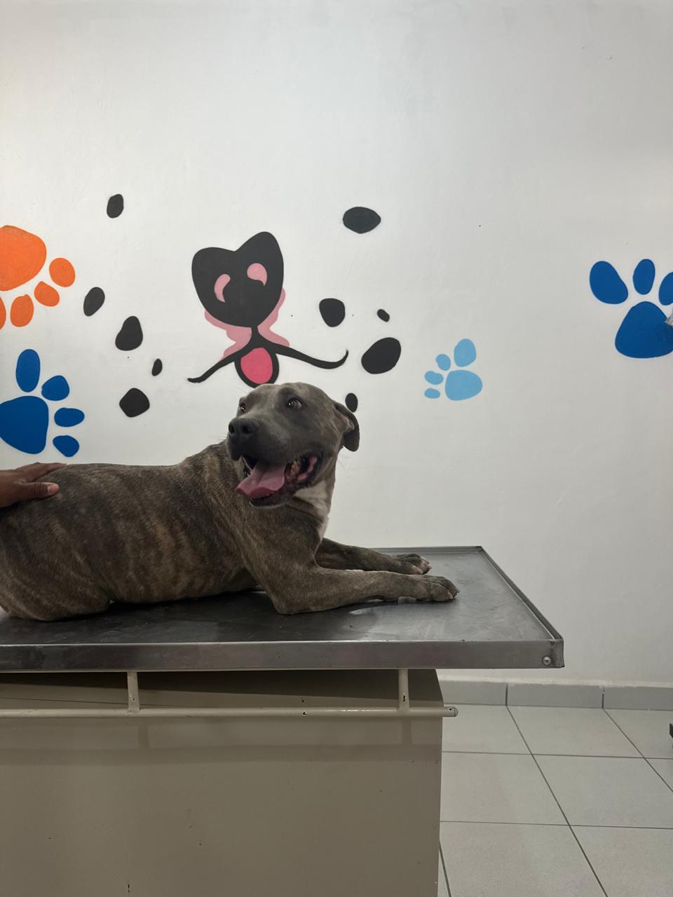 Imagen de MATALOTE que se encuentra para adopción