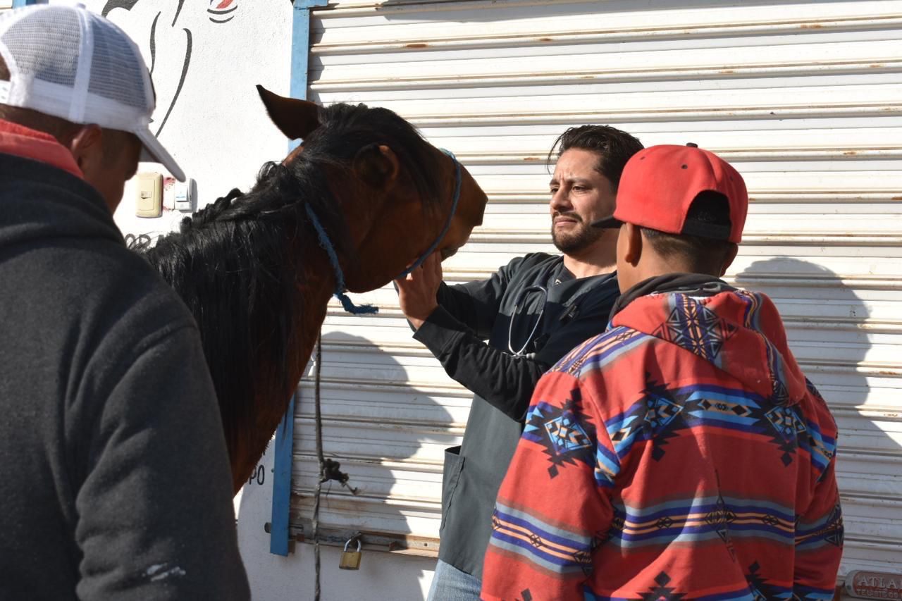 Fotografía de un caballo siendo revisado