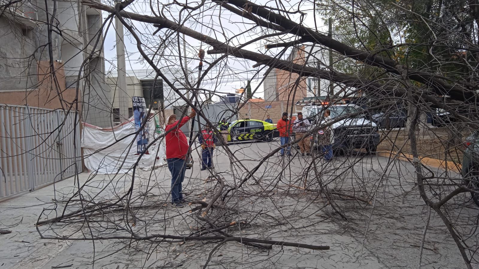 Fotografía de personal municipal retirando un árbol caido de la vía pública