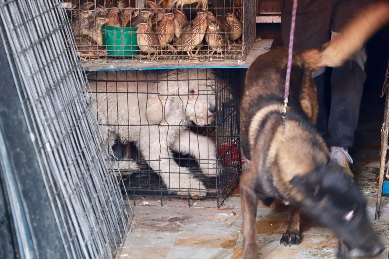 Ayuntamiento clausura negocio por maltrato animal