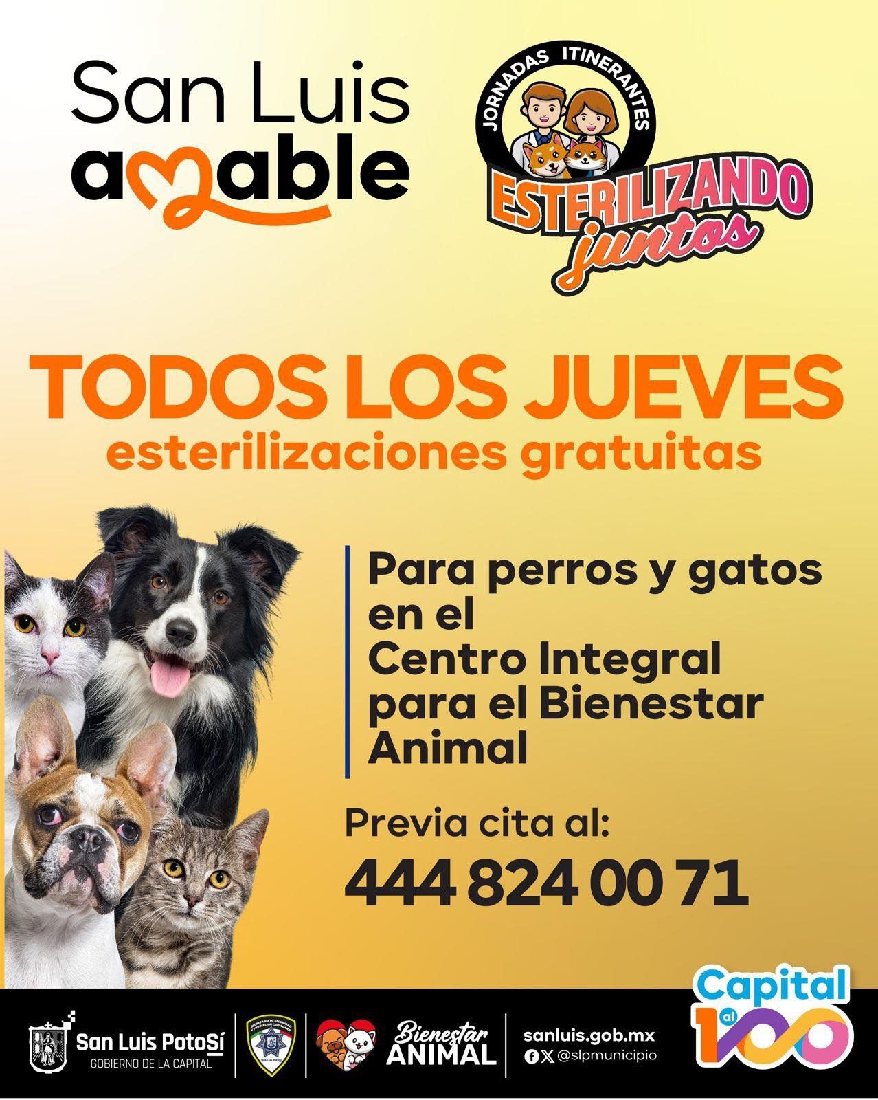 Con esterilizaciones gratuitas, Gobierno Capitalino respalda a rescatistas y agrupaciones que protegen a perros y gatos