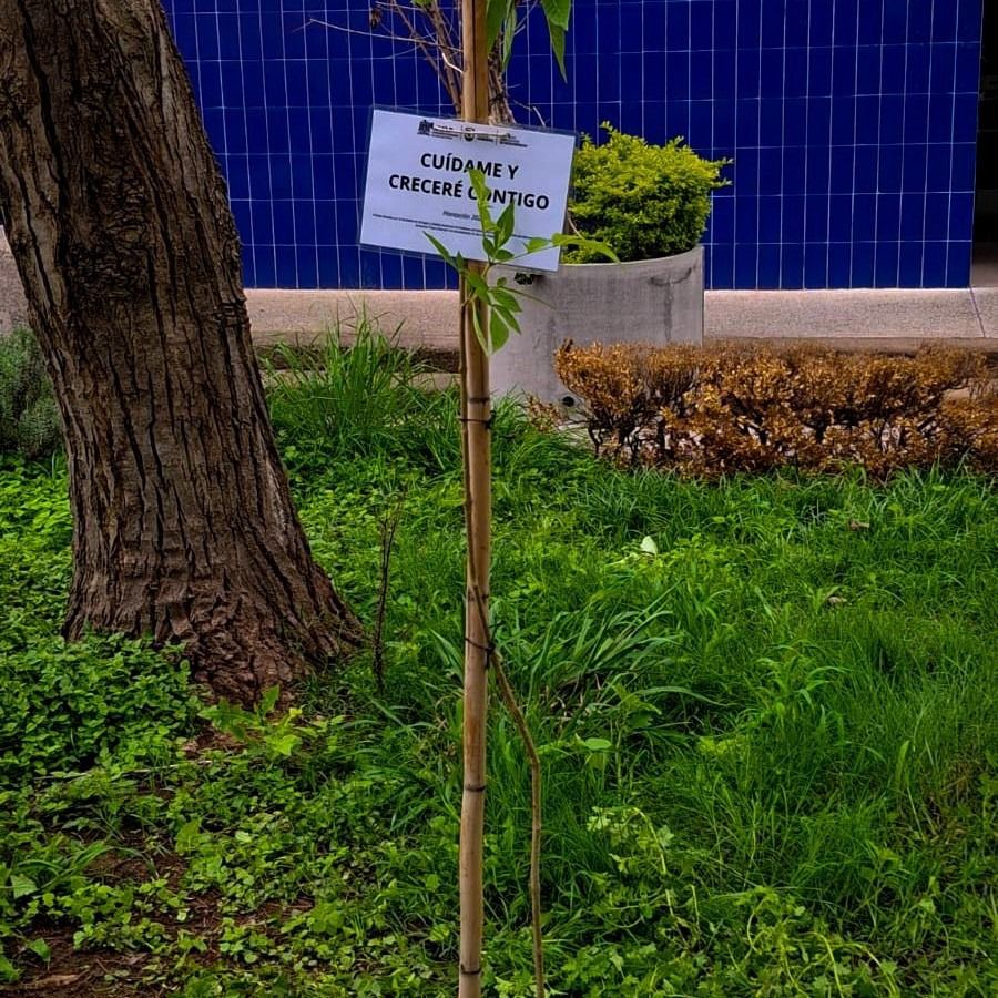 Fotografía de un árbol recién plantado