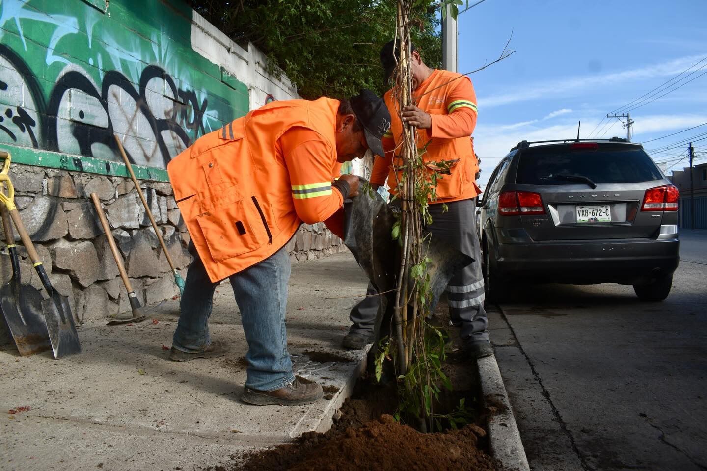 Avanza reparación de banqueta en Coronel Romero y reforestan con especies endémicas