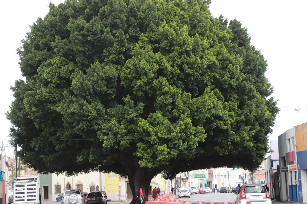 Laurel de la India en Reforma se recupera con éxito tras intervención del ayuntamiento de SLP